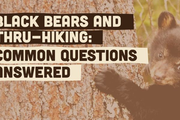 Black Bears and Thru-Hiking: Your Questions Answered