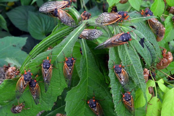 Brood X Cicadas to Emerge on Appalachian Trail After 17 Years