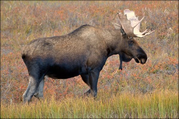 Moose and Thru-Hiking: Your Questions Answered