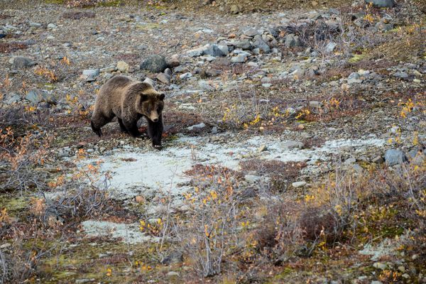 Alaskan Man Found After Days-Long Battle With Grizzly Bear