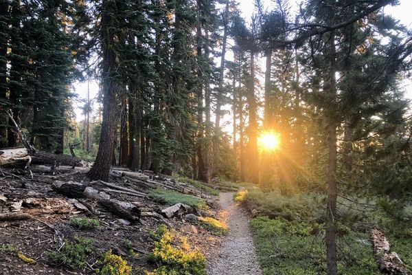 Tahoe Rim Trail: Trip Report