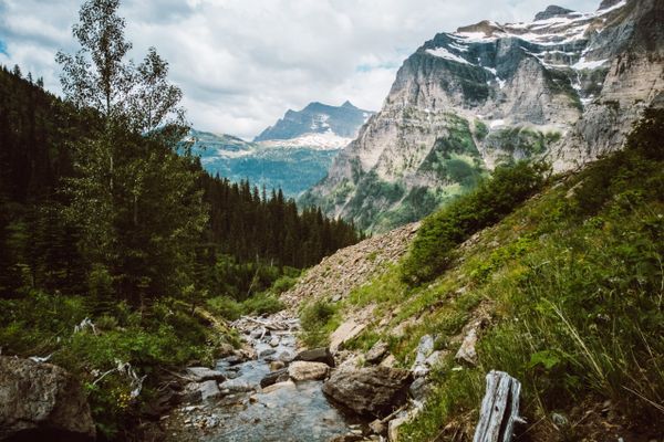 The Overgrown Madness of Glacier National Park