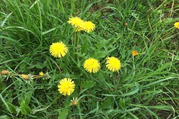 DANDELION:  It’s not just a trail name, it’s an attitude!