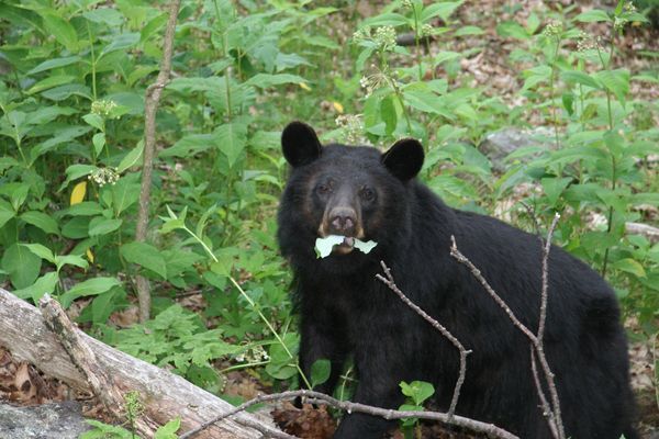 Appalachian Trail Shelter in NJ Temporarily Closed After Bear Tried to Enter Tent