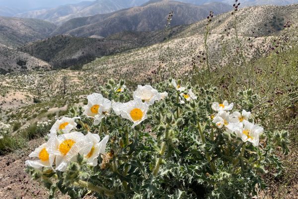 Going Solo: Agua Dulce to Tehachapi on the PCT
