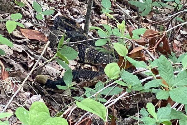 Days 16-20: North Carolina, Mountain Laurel, Rattlesnakes and Reptiles