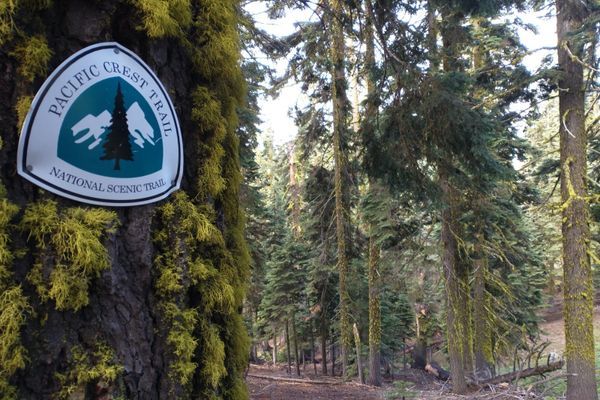 PCT Days 1-7: From One Green Tunnel to Another