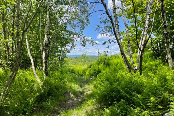 Marble and Birch: Into the Green Mountains