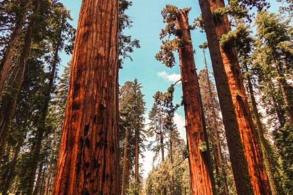 Washburn Fire Burns through Yosemite, Threatens Sequoia Grove