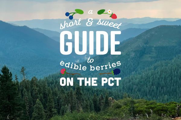 A Short & Sweet Introduction to Picking Edible Berries Along the PCT