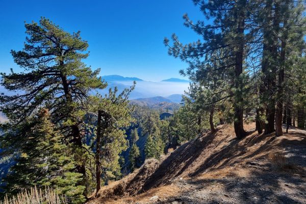 From From Wrightwood…to Wrightwood