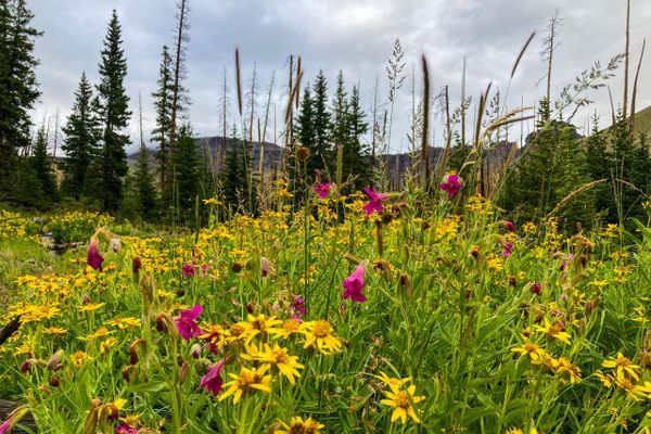 Into the Mind of an Aspiring Thru-Hiker