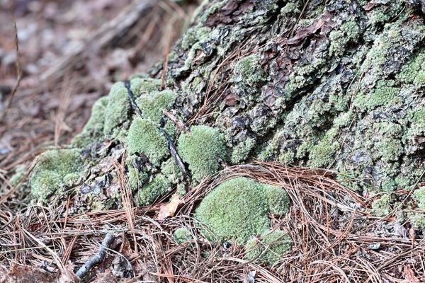 Foothills Trail Sidequest