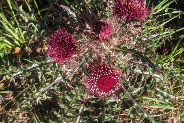 All 35 Wildflower Species I Found on the Alabama Pinhoti Trail
