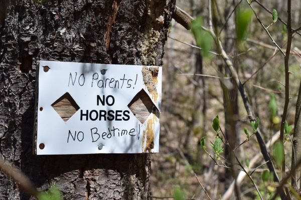 No Horses (No Parents! No Bedtime!)