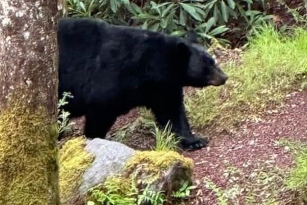 A Woman Was Bitten by a Bear on the AT Last Month. Here’s What Happened