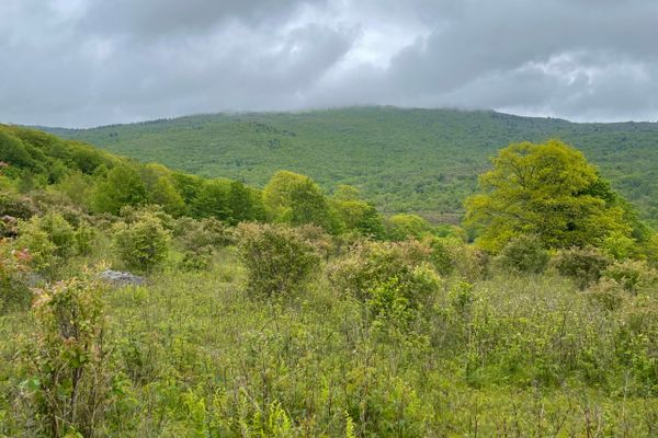 Grayson Highlands: Steer, Wild Ponies, and a Detour