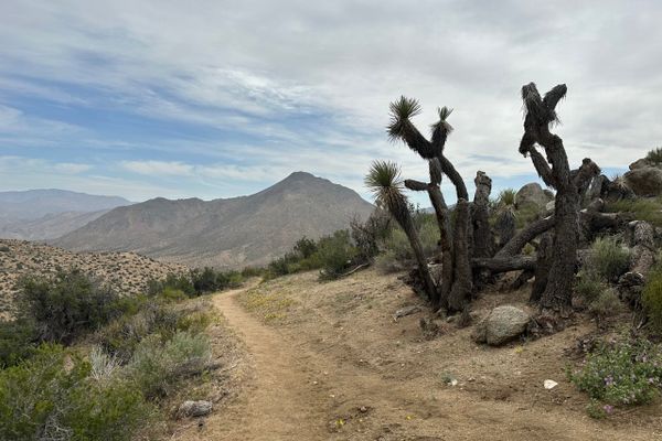 PCT Week 6: Goodbye Desert, Hello Sierra!