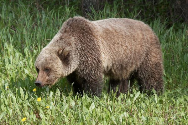 Portion of the CDT Closed After Fatal Grizzly Attack
