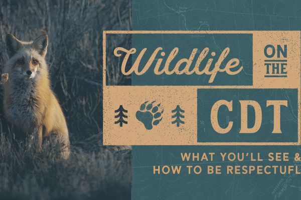 Wildlife on the CDT: What You’ll See and How To Be Respectful