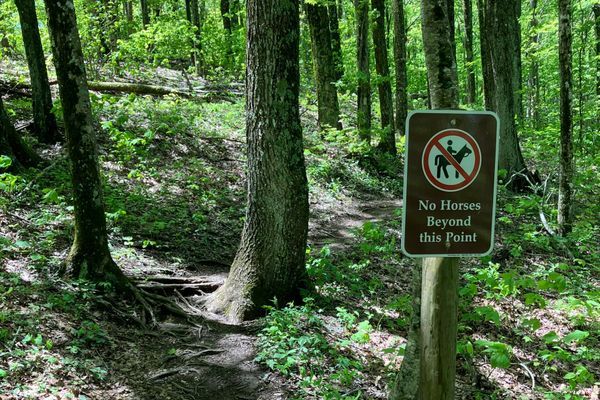 A 196 Mile Appalachian Trail Section Hike in May: Damascus to Hot Springs, Part 5