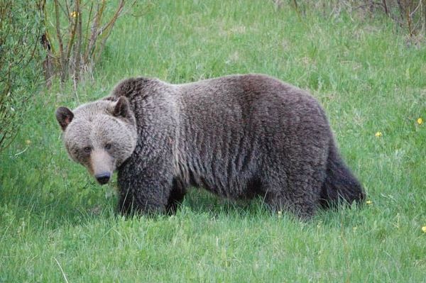 Hiking Couple Killed By Grizzly in Banff National Park