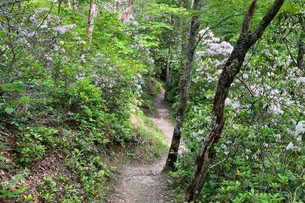 A 196 Mile Appalachian Trail Section Hike in May: Damascus to Hot Springs, Part 6