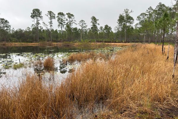The Many Personalities of Florida’s Ocala National Forest