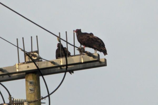 The Buzzard Vulture Paradox