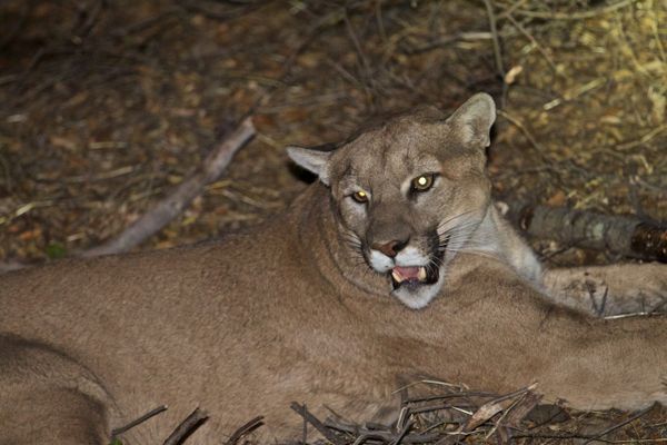 1 Killed, 1 Injured in California Mountain Lion Attack