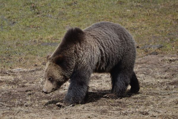 Grizzlies To Be Reintroduced in North Cascades: What It Means for the PCT