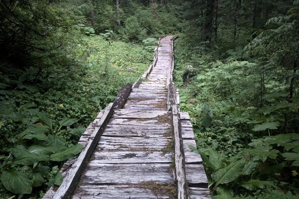 PNT Section 9, Part 2: The Hoh Rainforest
