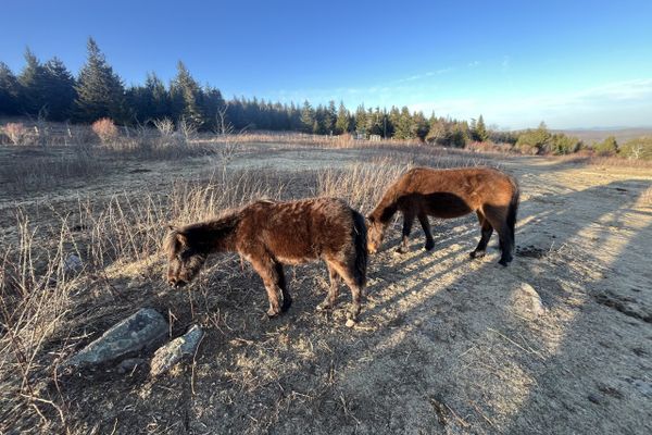 Wild Ponies and Big Mile Pushes
