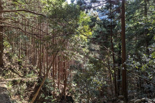 Kumano Kodō Day 3 – Forest Bathing