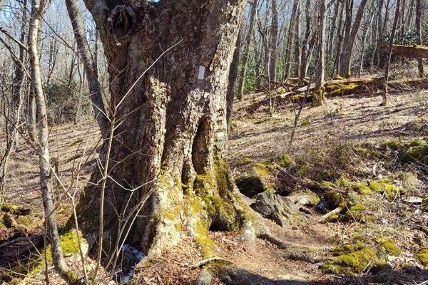 What A Long Strange Trip Its Been on the Appalachian Trail