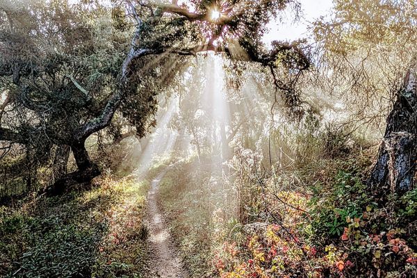 In Which the Narrative of Our Hiker Stumbles, and What Comes Next