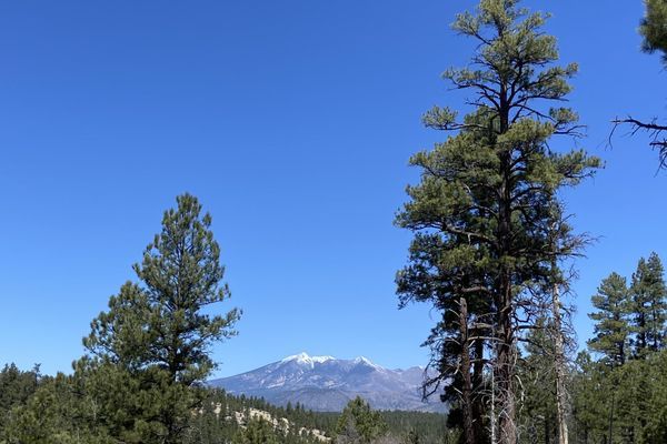 Into the Frozen Pines