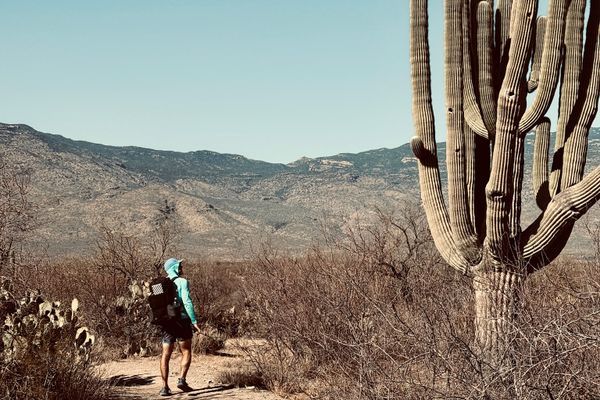 Saguaro: What a Wonder