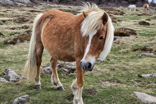 Day 11: Between a Rock and a Pony