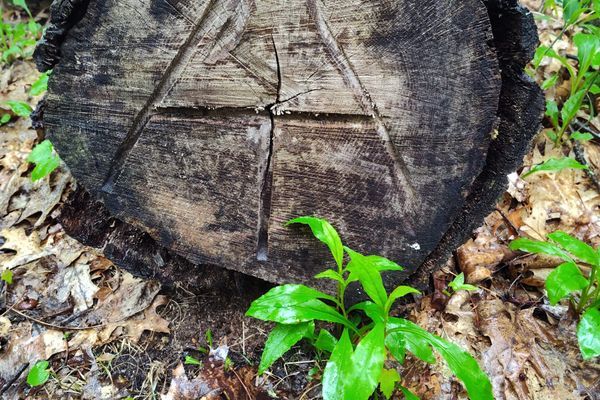 Entering the Vortex on The Appalachian Trail