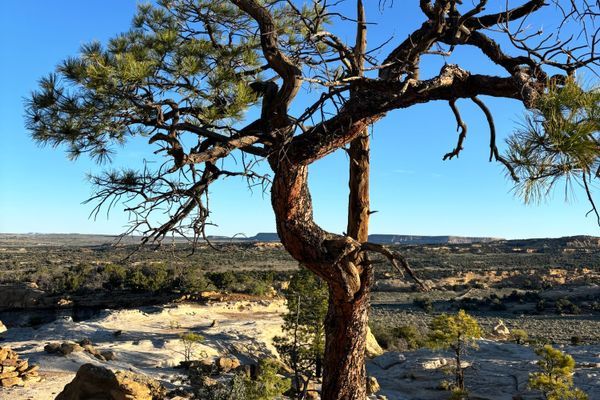 The CDT Part 2: Never Alone Amongst Trees and Friends