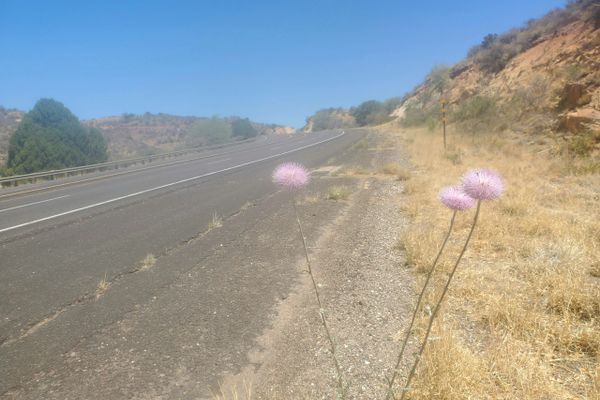 CDT Days 8 & 9: A Long Road Walk to Self Care
