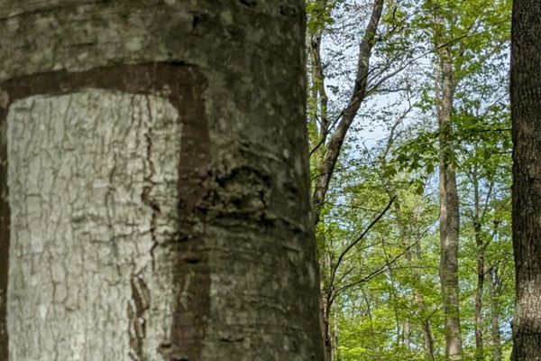 A Dumpster Diver’s Guide to Thru-Hiking Lifestyle
