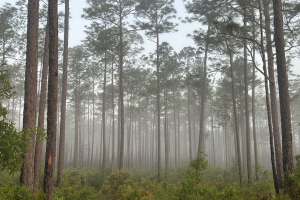 Feeling Victorious After Completing Another Section of my LASH Hike of the Florida Trail!