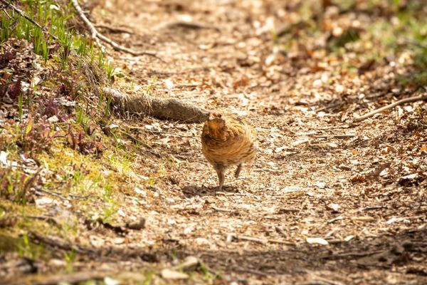 Days 13-15: Trail Sadness and Grouse Madness – Winding Stair Gap to The NOC