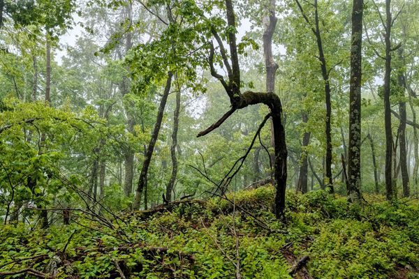 Yeah Bear: The Elegy of Cubby, First Fat of Spring —with apologies to sense, decorum, and the National Park Service