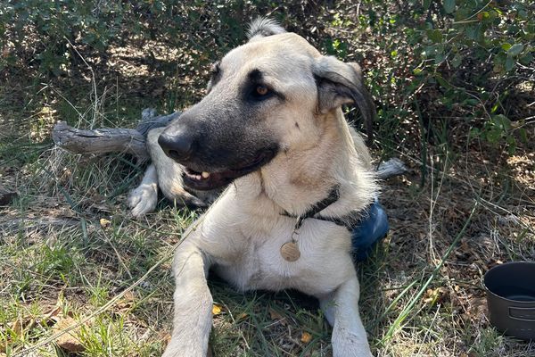 You Rescued a Dog? Like, on Trail?