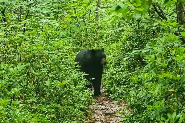 8 Hey Bears on my Birthday