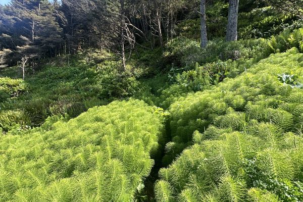 Oregon Coast Trail Day 4: Tillamook
