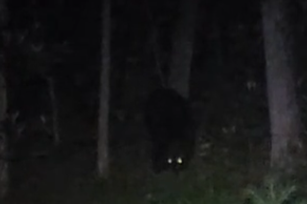 The Midnight Bear